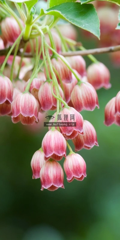 【13848】植物壁纸  2K 高清壁纸2560_1600@青蛙壁纸-笨猫小站