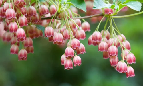 【13848】植物壁纸  2K 高清壁纸2560_1600@青蛙壁纸-笨猫小站