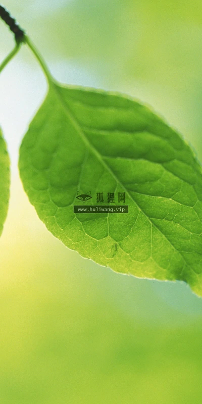 【13849】植物壁纸  2K 高清壁纸2560_1600@青蛙壁纸-笨猫小站