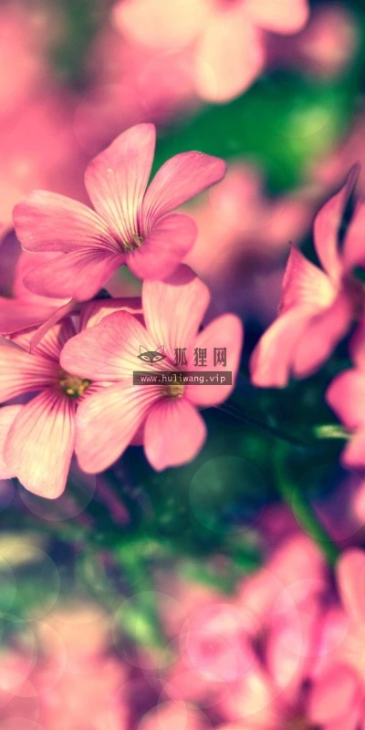 【13851】植物壁纸  2K 高清壁纸2560_1600@青蛙壁纸-笨猫小站