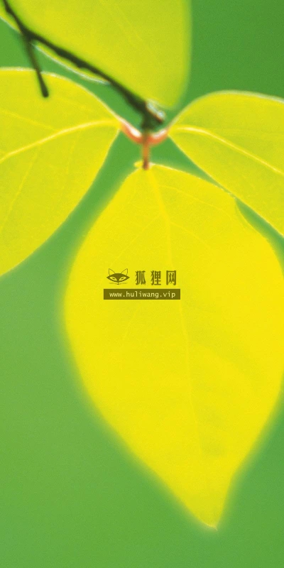 【13852】植物壁纸  2K 高清壁纸2560_1600@青蛙壁纸-笨猫小站