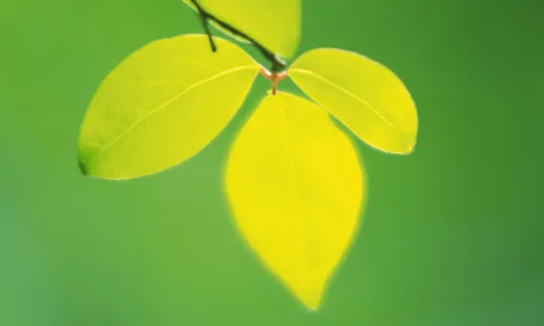 【13852】植物壁纸  2K 高清壁纸2560_1600@青蛙壁纸-笨猫小站