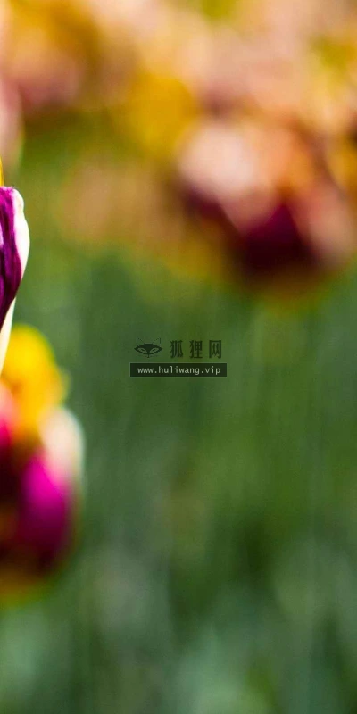【13855】植物壁纸  2K 高清壁纸2560_1600@青蛙壁纸-笨猫小站