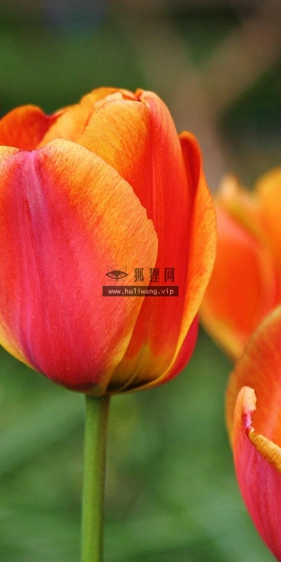 【13859】植物壁纸  2K 高清壁纸2560_1600@青蛙壁纸-笨猫小站