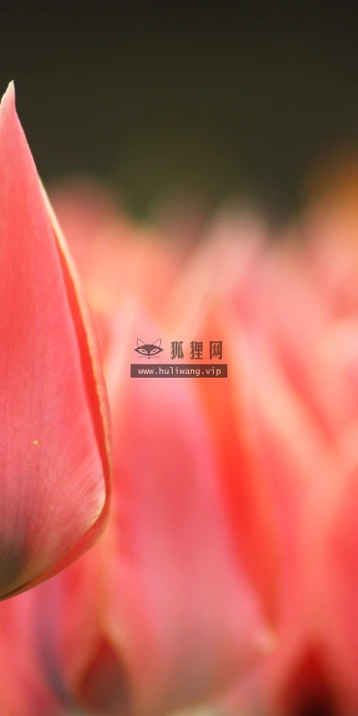 【13862】植物壁纸  2K 高清壁纸2560_1600@青蛙壁纸-笨猫小站