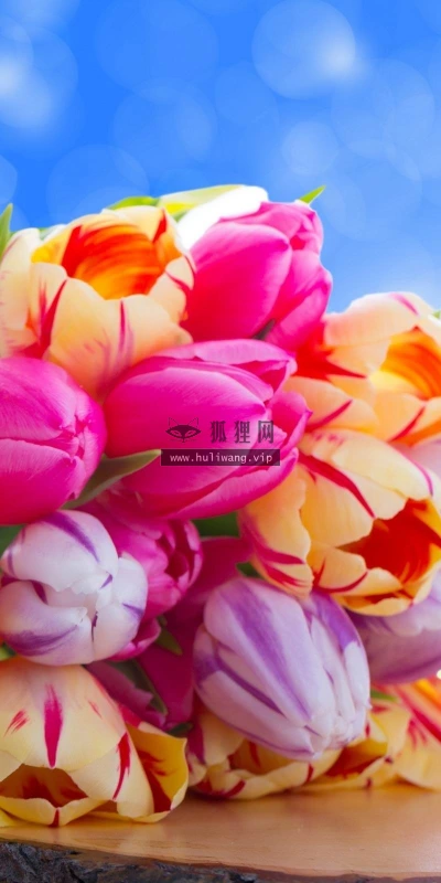 【13864】植物壁纸  2K 高清壁纸2560_1600@青蛙壁纸-笨猫小站