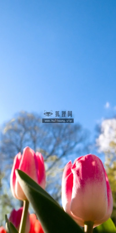 【13865】植物壁纸  2K 高清壁纸2560_1600@青蛙壁纸-笨猫小站