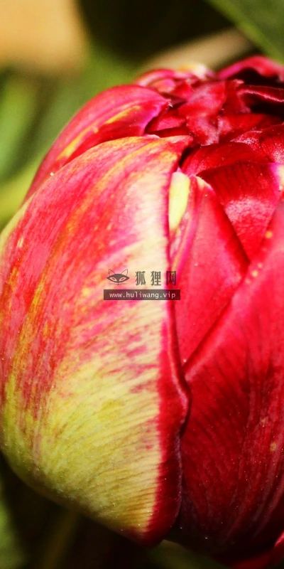 【13866】植物壁纸  2K 高清壁纸2560_1600@青蛙壁纸-笨猫小站