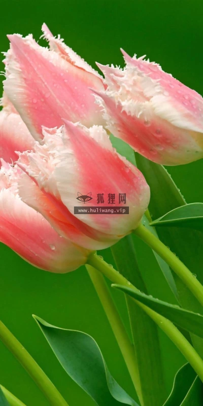 【13874】植物壁纸  2K 高清壁纸2560_1600@青蛙壁纸-笨猫小站