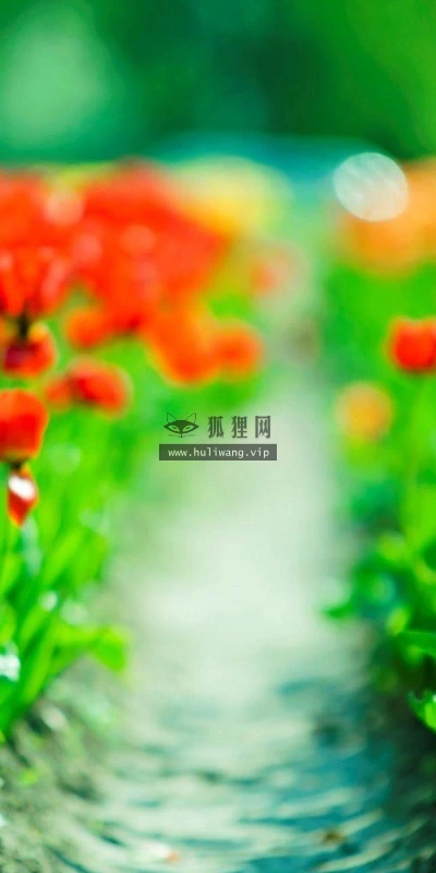 【13875】植物壁纸  2K 高清壁纸2560_1600@青蛙壁纸-笨猫小站