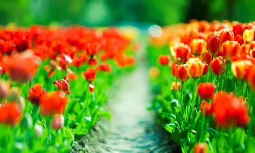 【13875】植物壁纸  2K 高清壁纸2560_1600@青蛙壁纸-笨猫小站