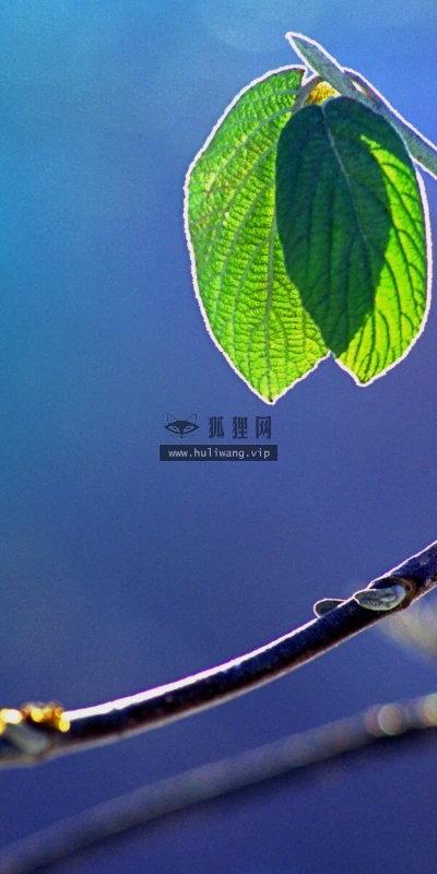 【13877】植物壁纸  2K 高清壁纸2560_1600@青蛙壁纸-笨猫小站