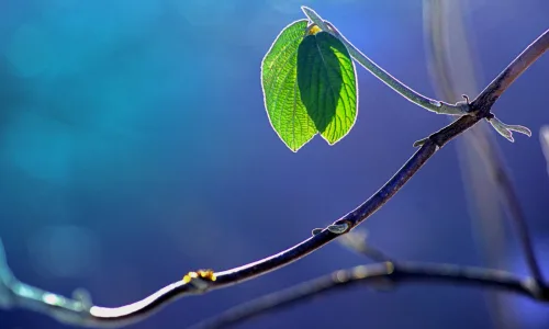 【13877】植物壁纸  2K 高清壁纸2560_1600@青蛙壁纸-笨猫小站