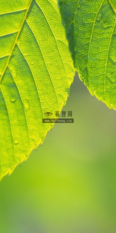 【13880】植物壁纸  2K 高清壁纸2560_1600@青蛙壁纸-笨猫小站