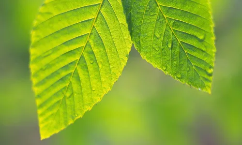 【13880】植物壁纸  2K 高清壁纸2560_1600@青蛙壁纸-笨猫小站