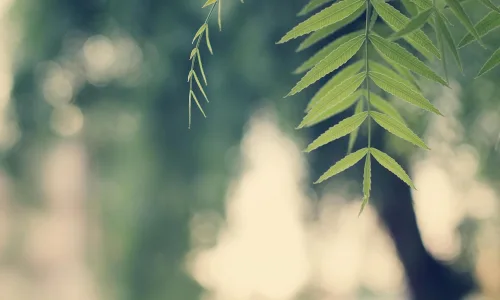 【13883】植物壁纸  2K 高清壁纸2560_1600@青蛙壁纸-笨猫小站