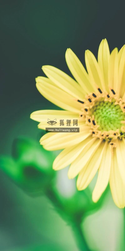 【13884】植物壁纸  2K 高清壁纸2560_1600@青蛙壁纸-笨猫小站