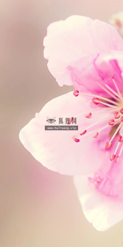【13885】植物壁纸  2K 高清壁纸2560_1600@青蛙壁纸-笨猫小站
