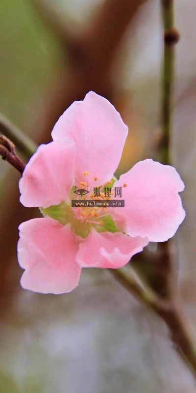 【13888】植物壁纸  2K 高清壁纸2560_1600@青蛙壁纸-笨猫小站