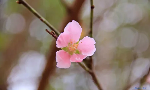 【13888】植物壁纸  2K 高清壁纸2560_1600@青蛙壁纸-笨猫小站
