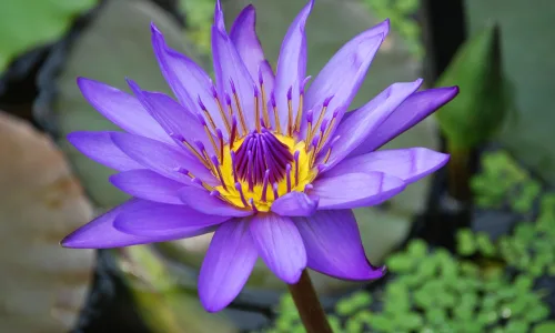 【13889】植物壁纸  2K 高清壁纸2560_1600@青蛙壁纸-笨猫小站