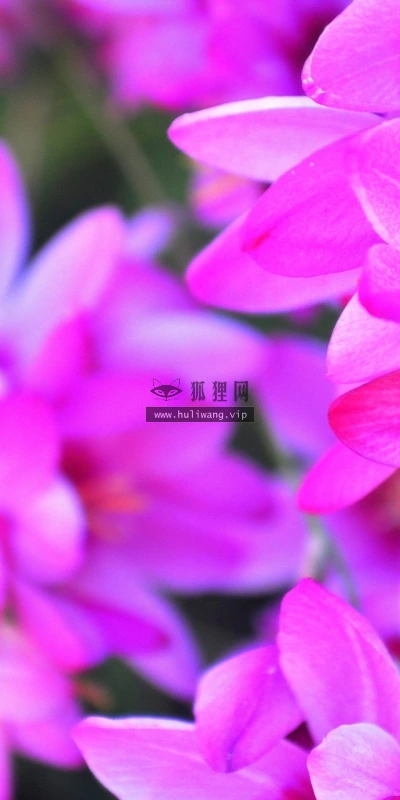 【13890】植物壁纸  2K 高清壁纸2560_1600@青蛙壁纸-笨猫小站