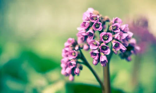 【13891】植物壁纸  2K 高清壁纸2560_1600@青蛙壁纸-笨猫小站