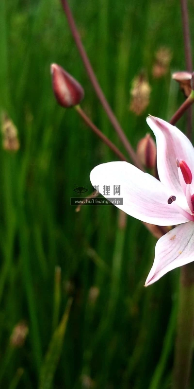 【13892】植物壁纸  2K 高清壁纸2560_1600@青蛙壁纸-笨猫小站