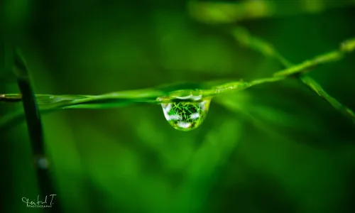 【13893】植物壁纸  2K 高清壁纸2560_1600@青蛙壁纸-笨猫小站