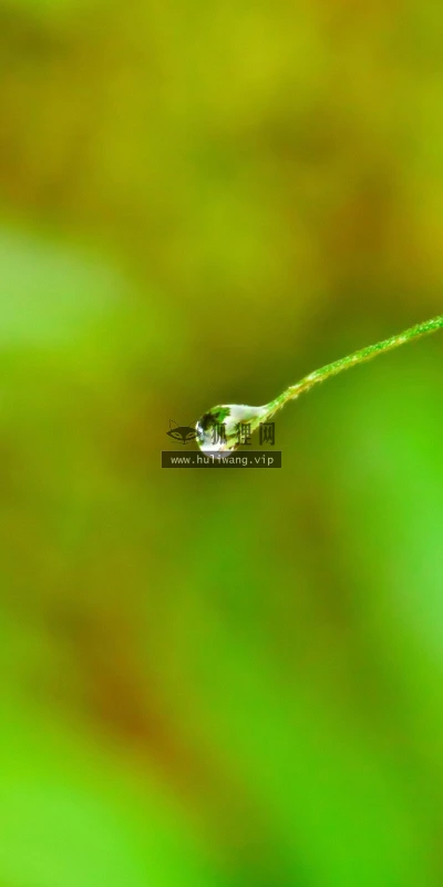 【13894】植物壁纸  2K 高清壁纸2560_1600@青蛙壁纸-笨猫小站