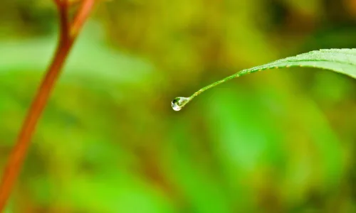 【13894】植物壁纸  2K 高清壁纸2560_1600@青蛙壁纸-笨猫小站