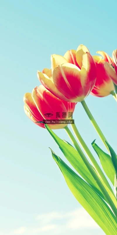 【13896】植物壁纸  2K 高清壁纸2560_1600@青蛙壁纸-笨猫小站