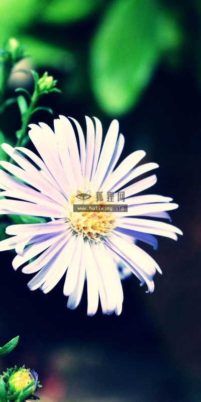 【13897】植物壁纸  2K 高清壁纸2560_1600@青蛙壁纸-笨猫小站