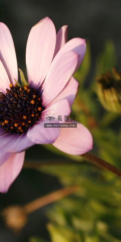 【13898】植物壁纸  2K 高清壁纸2560_1600@青蛙壁纸-笨猫小站