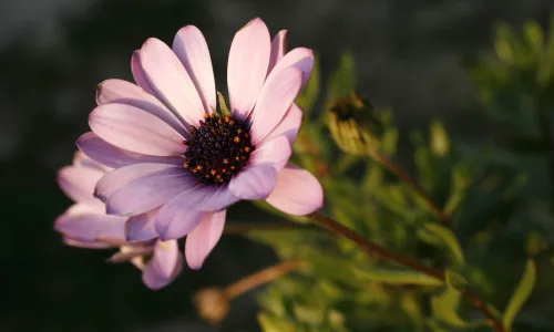 【13898】植物壁纸  2K 高清壁纸2560_1600@青蛙壁纸-笨猫小站