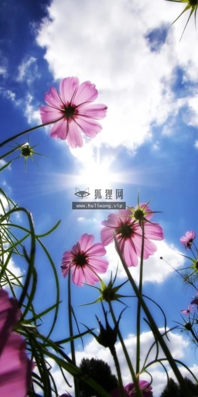 【13899】植物壁纸  2K 高清壁纸2560_1600@青蛙壁纸-笨猫小站
