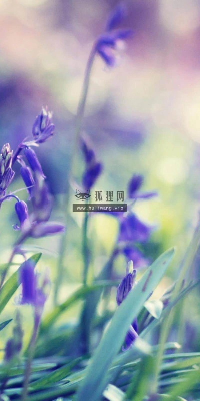 【13901】植物壁纸  2K 高清壁纸2560_1600@青蛙壁纸-笨猫小站