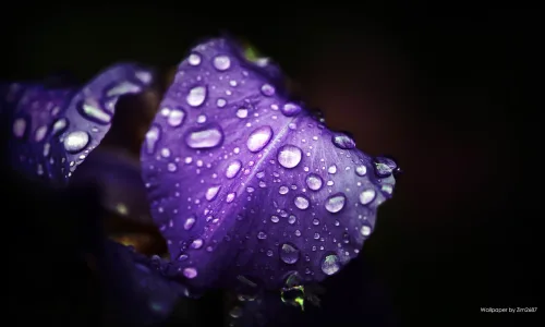 【13902】植物壁纸  2K 高清壁纸2560_1600@青蛙壁纸-笨猫小站