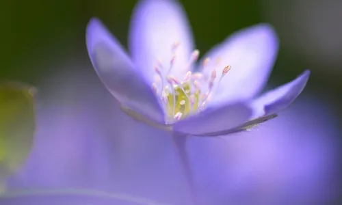 【13903】植物壁纸  2K 高清壁纸2560_1600@青蛙壁纸-笨猫小站