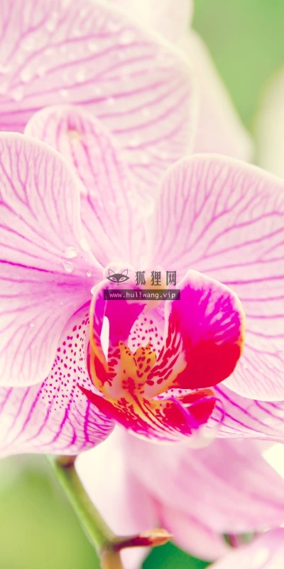 【13906】植物壁纸 2K 高清壁纸2560_1600@青蛙壁纸-笨猫小站