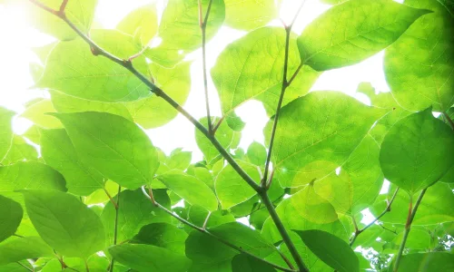 【13908】植物壁纸  2K 高清壁纸2560_1600@青蛙壁纸-笨猫小站