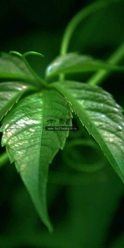 【13909】植物壁纸  2K 高清壁纸2560_1600@青蛙壁纸-笨猫小站