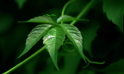 【13909】植物壁纸  2K 高清壁纸2560_1600@青蛙壁纸-笨猫小站