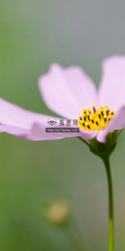 【13911】植物壁纸  2K 高清壁纸2560_1600@青蛙壁纸-笨猫小站