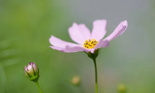 【13911】植物壁纸  2K 高清壁纸2560_1600@青蛙壁纸-笨猫小站