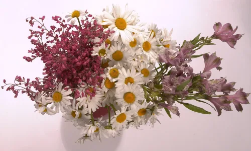 【13912】植物壁纸  2K 高清壁纸2560_1600@青蛙壁纸-笨猫小站