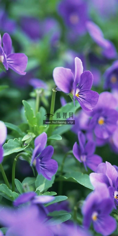 【13913】植物壁纸  2K 高清壁纸2560_1600@青蛙壁纸-笨猫小站