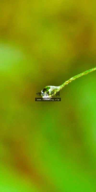 【13914】植物壁纸  2K 高清壁纸2560_1600@青蛙壁纸-笨猫小站
