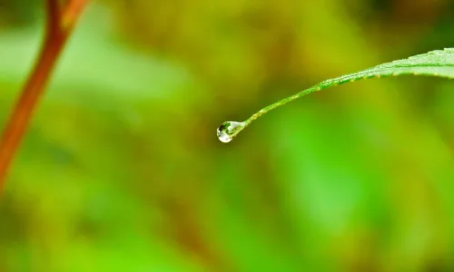 【13914】植物壁纸  2K 高清壁纸2560_1600@青蛙壁纸-笨猫小站