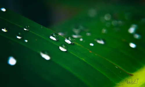 【13915】植物壁纸  2K 高清壁纸2560_1600@青蛙壁纸-笨猫小站